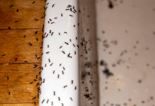 Best Cockroach Control Services  in Highland Heights, OH