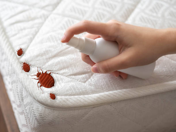 Flea Control Services in Highland Heights, OH